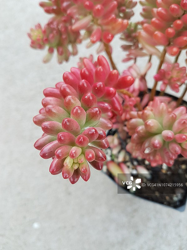 Sedum rubrotinctum，又称果冻豆多肉植物图片素材