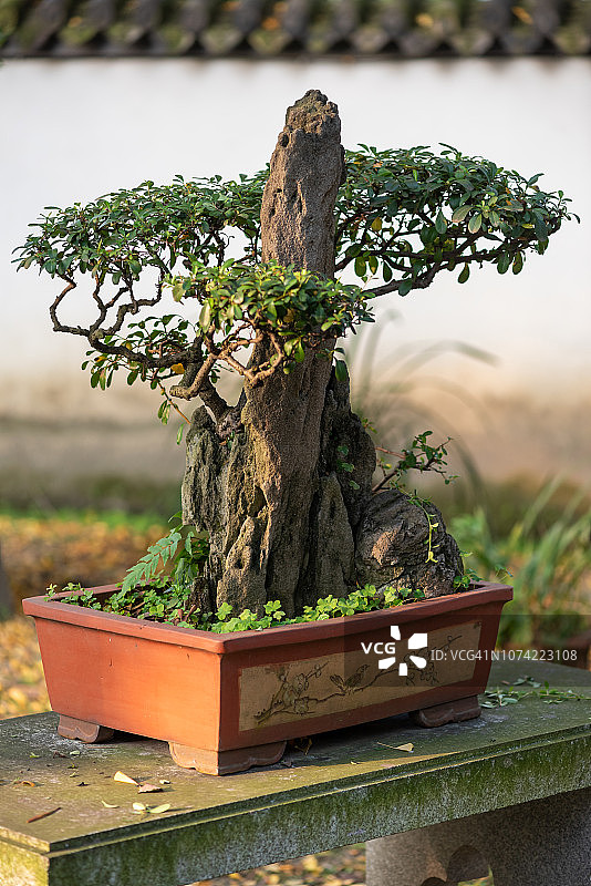 盆景树与盆中岩石图片素材