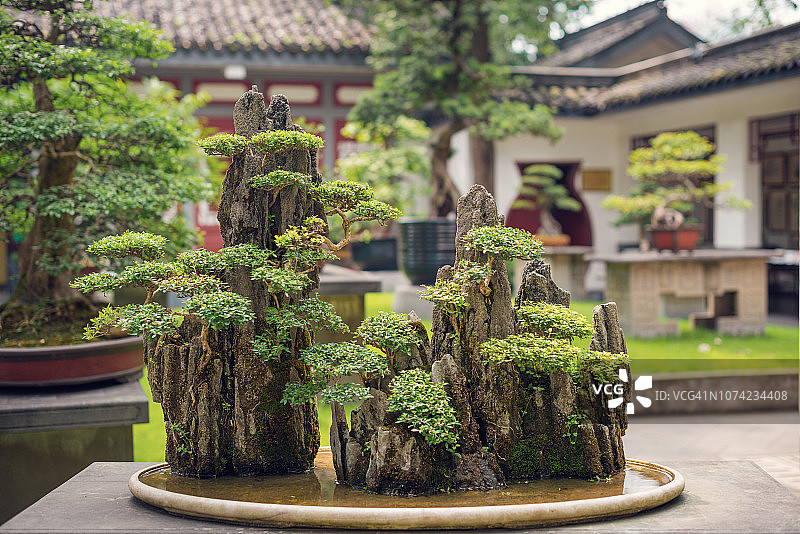 岩石上的盆景树图片素材