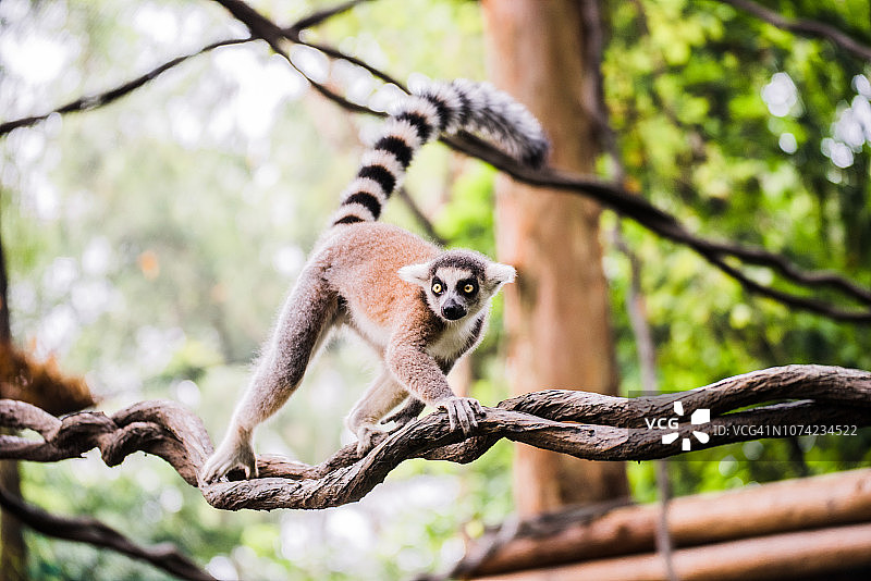 环尾狐猴图片素材