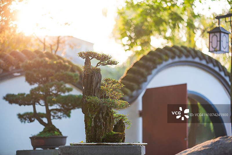 阳光下的盆栽树与中式圆门图片素材