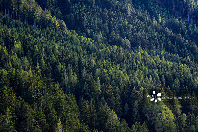 绿色松树森林航拍图片素材