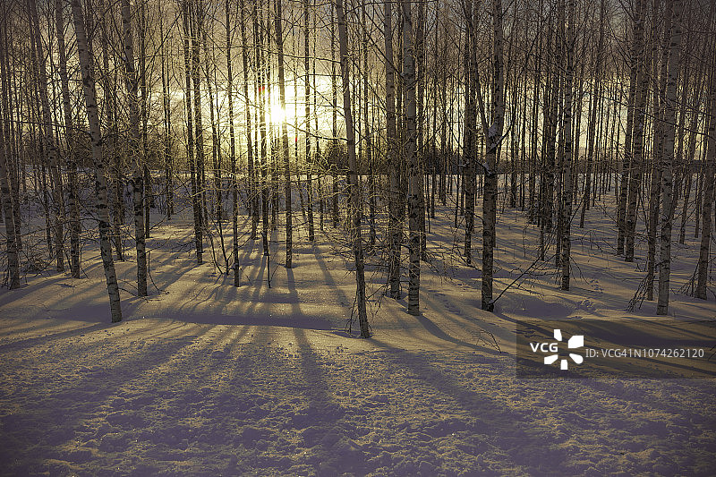 芬兰约恩苏的冬季森林阴影和日落图片素材