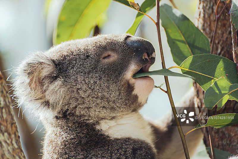 澳大利亚昆士兰州考拉啃食桉树叶图片素材