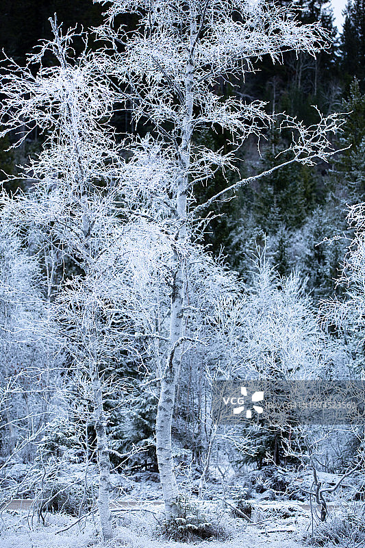 冰封森林的冬日景象图片素材