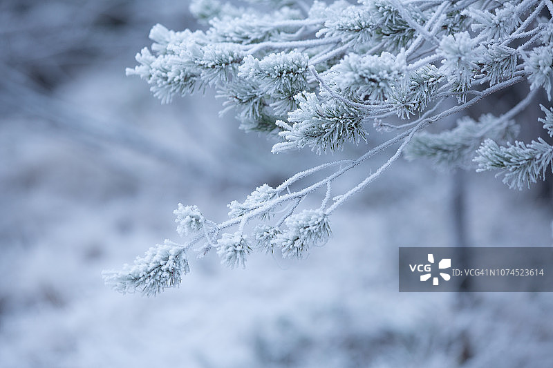 雾凇覆盖的松树局部图片素材