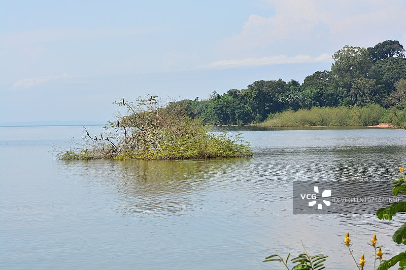 维多利亚湖森林密布的湖岸图片素材
