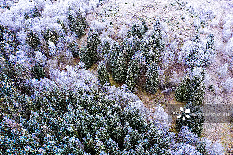 从上方看到的冰冻草地和树梢图片素材