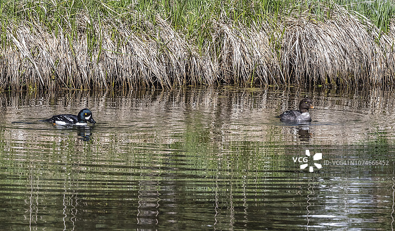 巴罗金眼鸭-施瓦巴赫登陆点图片素材