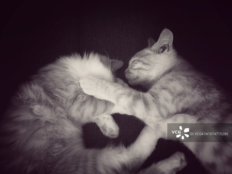 两只可爱的小猫在睡觉图片素材