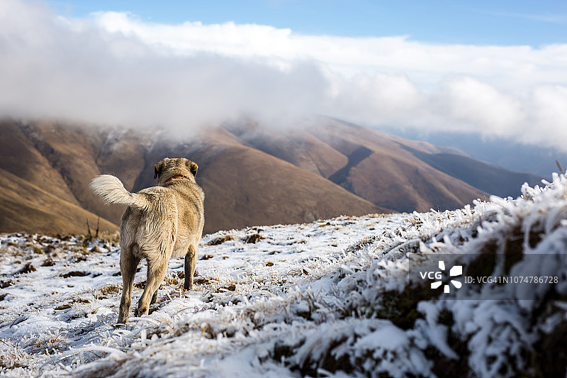 山顶上的小狗，可复制图片素材