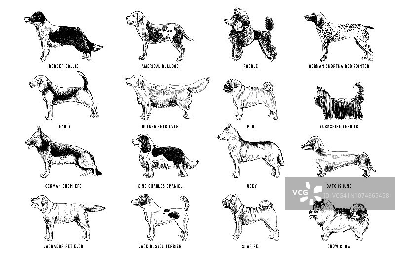 犬的品种图片素材