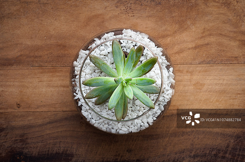 桌子上多肉植物的特写图片素材