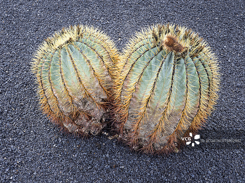 火山黑土地上的强刺球图片素材