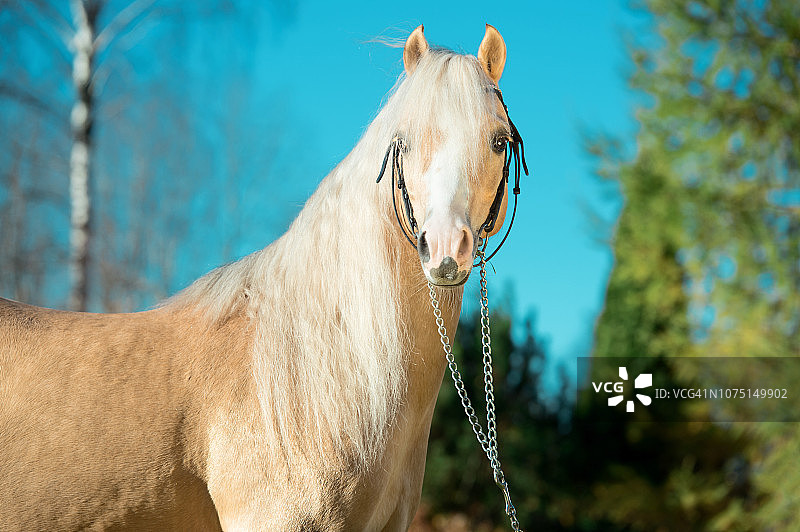 漂亮的帕洛米诺威尔士矮马肖像，鬃毛飘逸图片素材