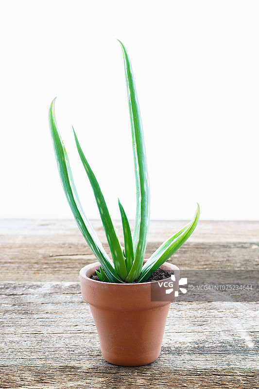 芦荟植物图片素材