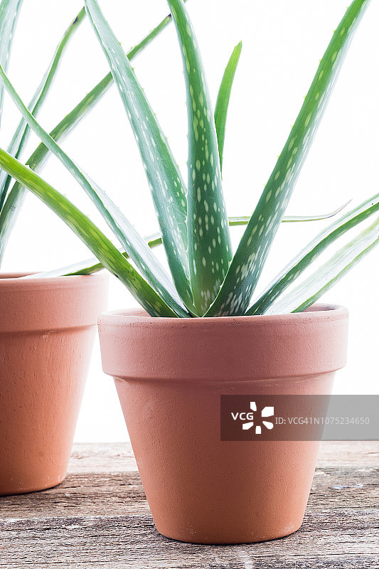芦荟植物图片素材