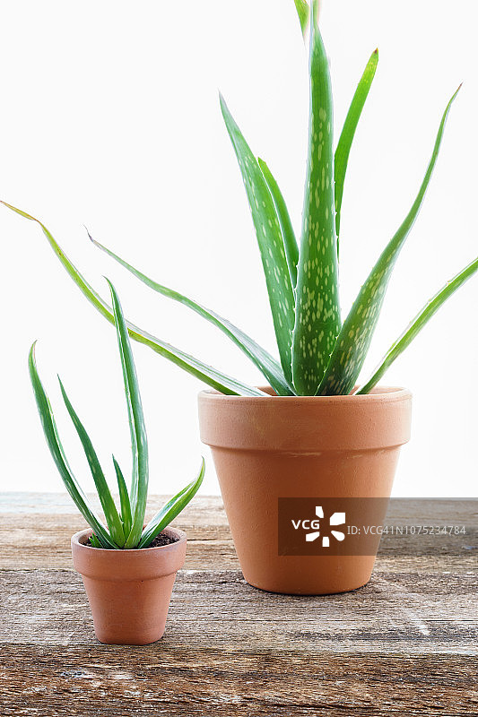 芦荟植物图片素材