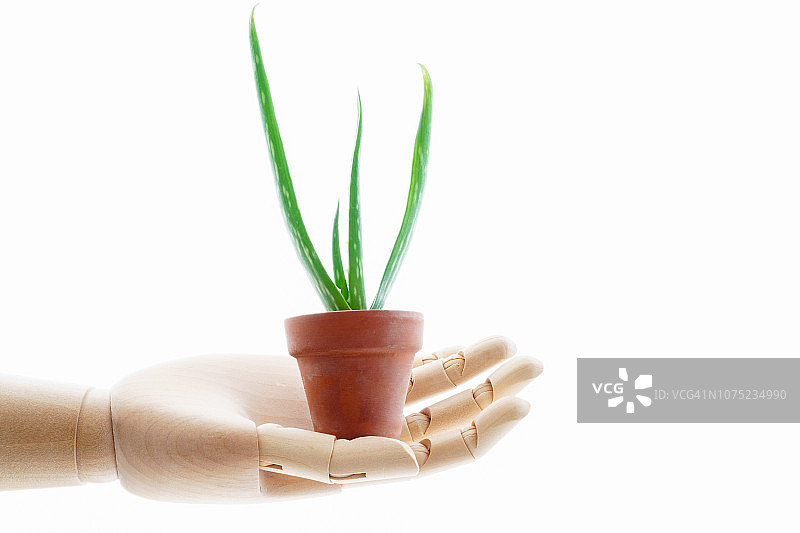 芦荟植物图片素材