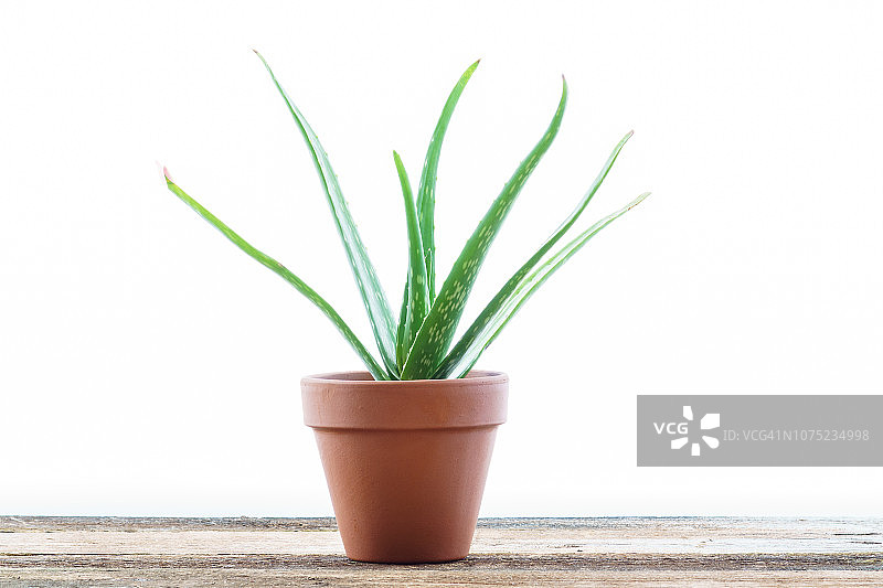 芦荟植物图片素材