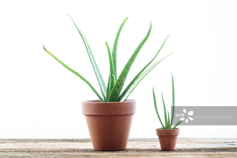 芦荟植物图片素材