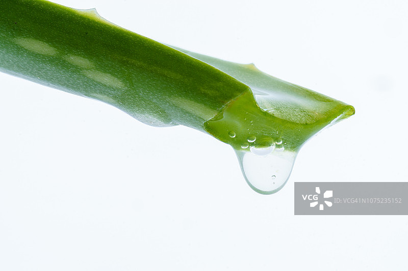 芦荟植物图片素材