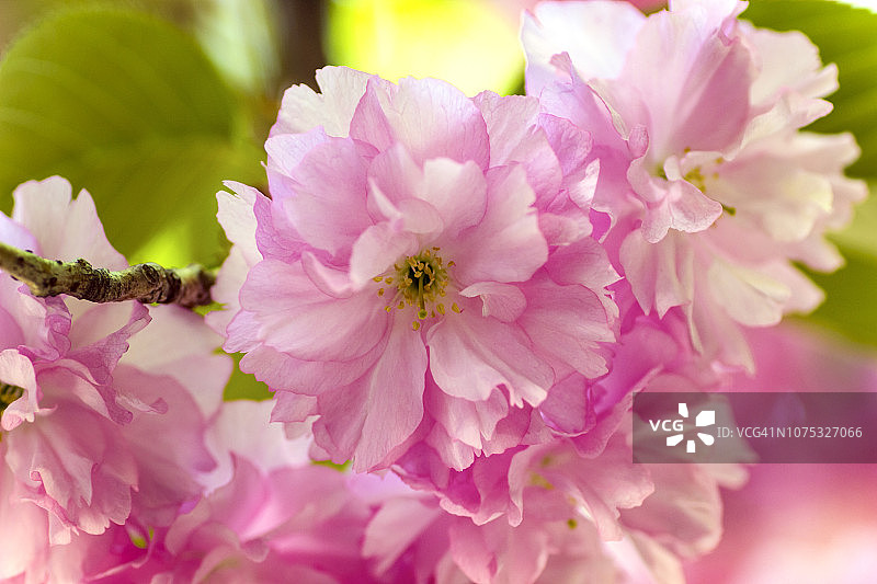 许多樱花花瓣图片素材