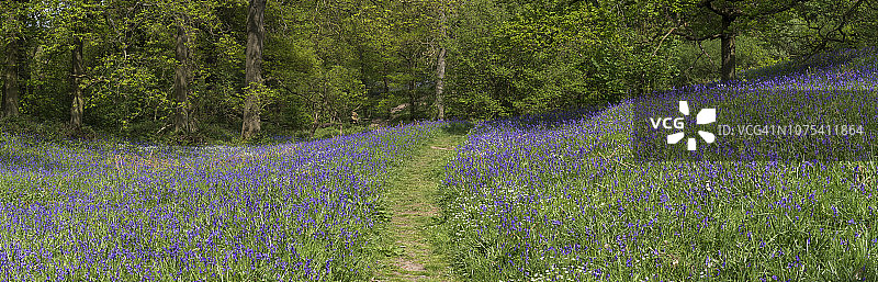 北约克郡罗斯伯里托平的蓝色春季风铃草图片素材