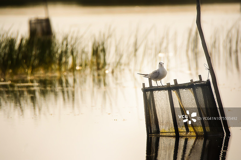 泰国 Phatthalung 府 Thale Noi 湖的鸟图片素材