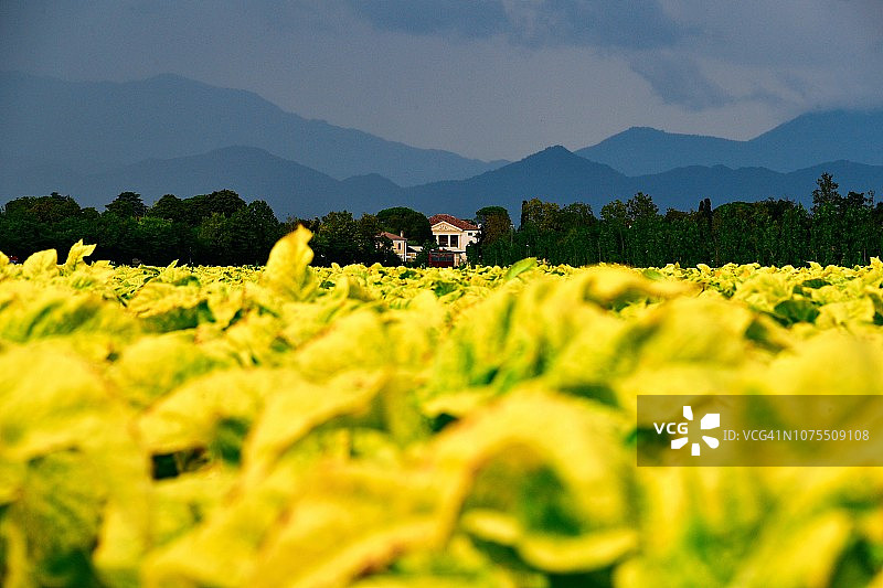 待收割的烟草田图片素材