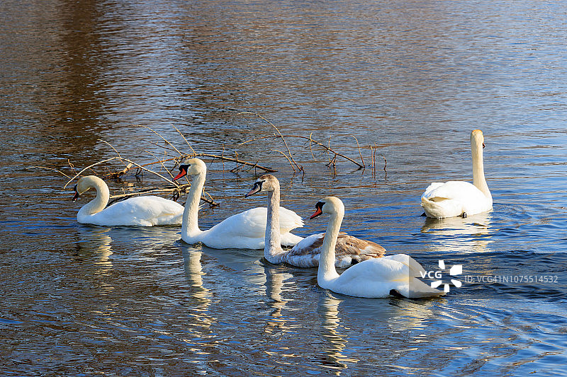 河水水面上游动的白天鹅图片素材