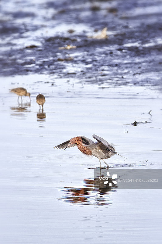雄性红鹭捕鱼图片素材