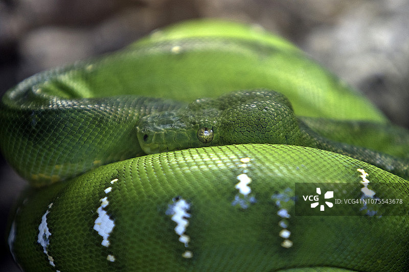 缅甸蟒蛇特写图片素材