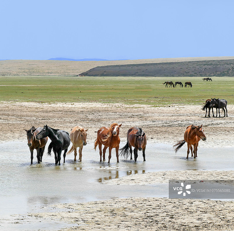 蒙古杭爱努鲁国家公园的马图片素材