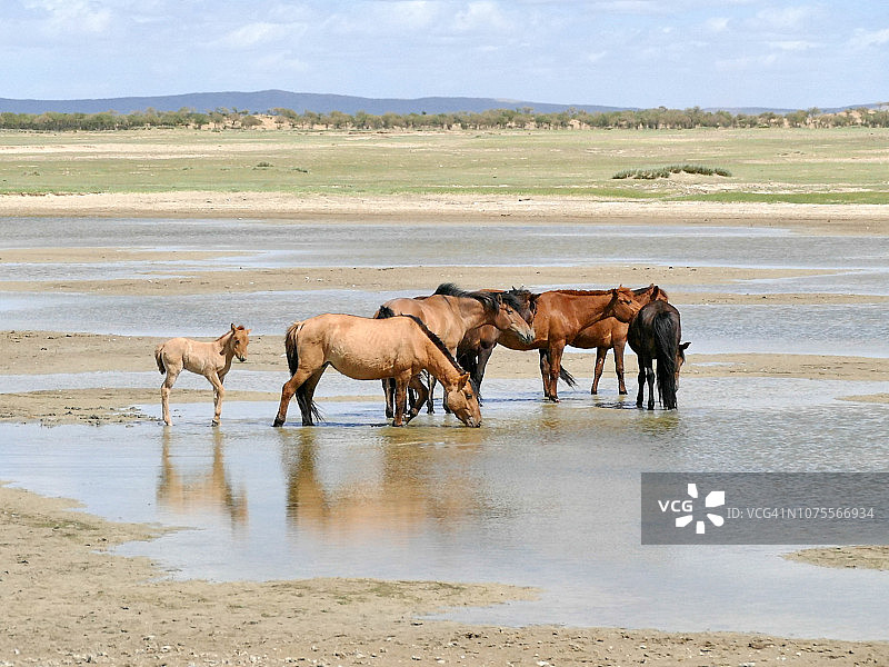 蒙古杭爱努鲁国家公园的马图片素材