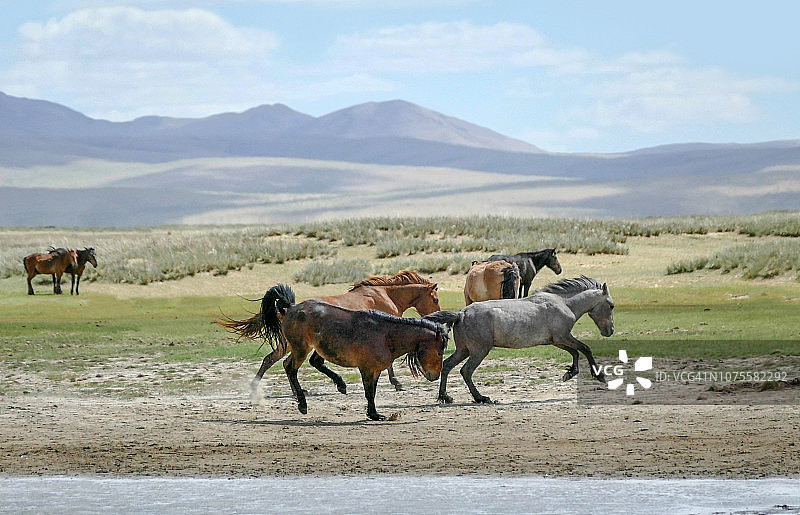 蒙古杭爱努鲁国家公园奔跑的马图片素材