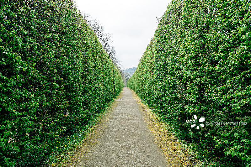 绿色迷宫隧道的透视效果图片素材