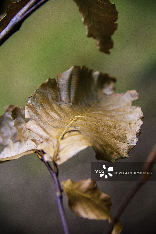 冬季艺术图片素材