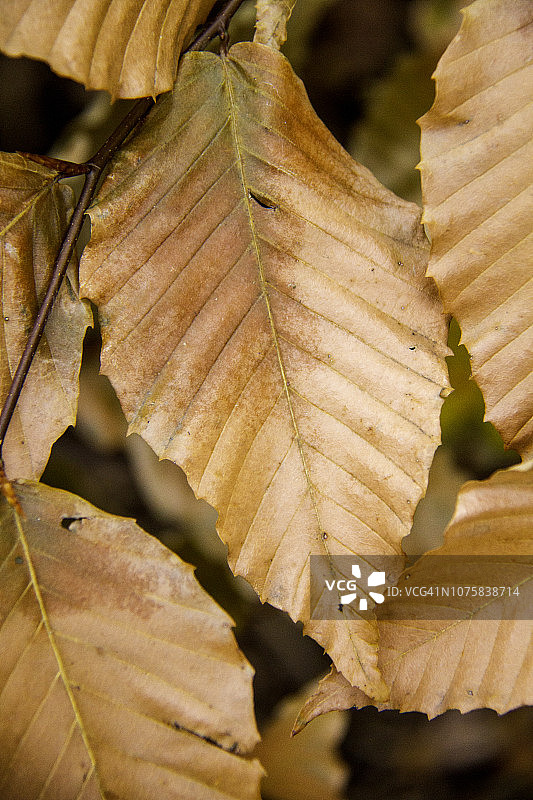 冬季艺术图片素材