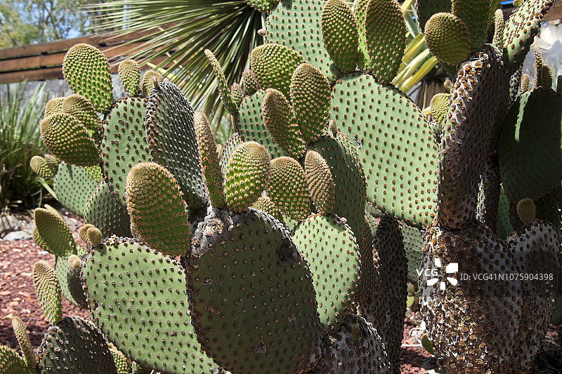 德克萨斯州和新墨西哥州的原生红毛掌图片素材