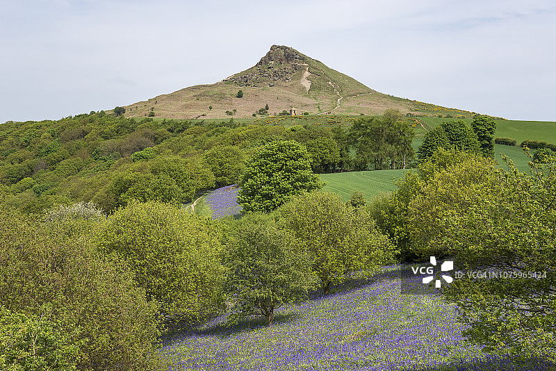 英格兰北约克郡罗斯伯里托平盛开的蓝铃花图片素材