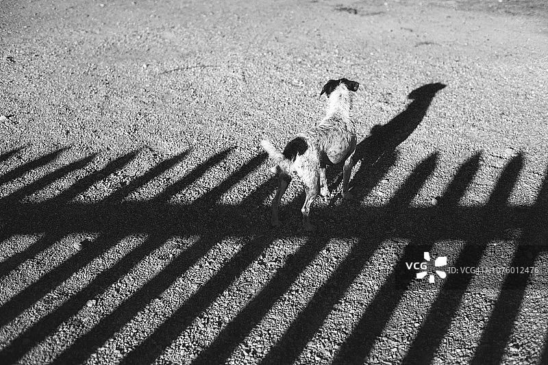 狗狗和栅栏的影子，线条构图图片素材
