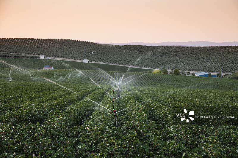 西班牙棉田灌溉图片素材