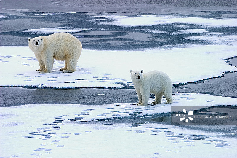 北极熊图片素材
