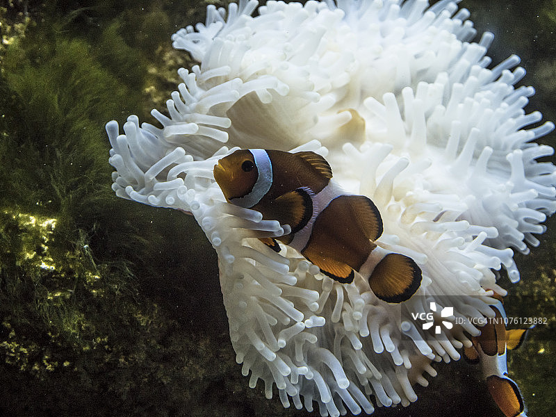 海葵中的小丑鱼图片素材