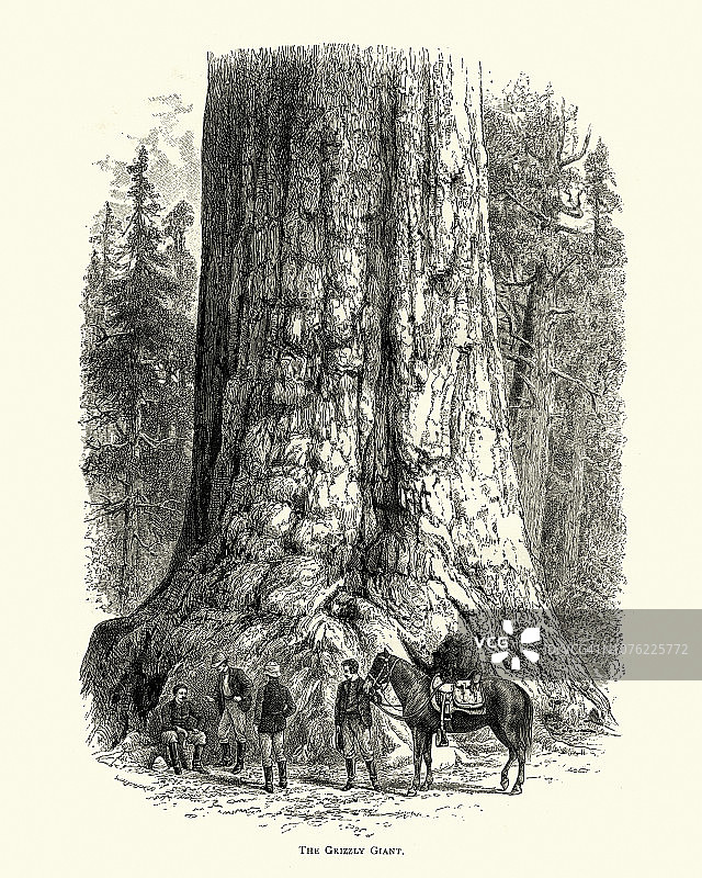 优胜美地国家公园马里波萨巨杉林中的巨灰熊红杉（19世纪）图片素材