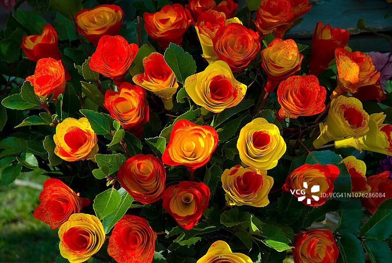 智利木质花朵图片素材