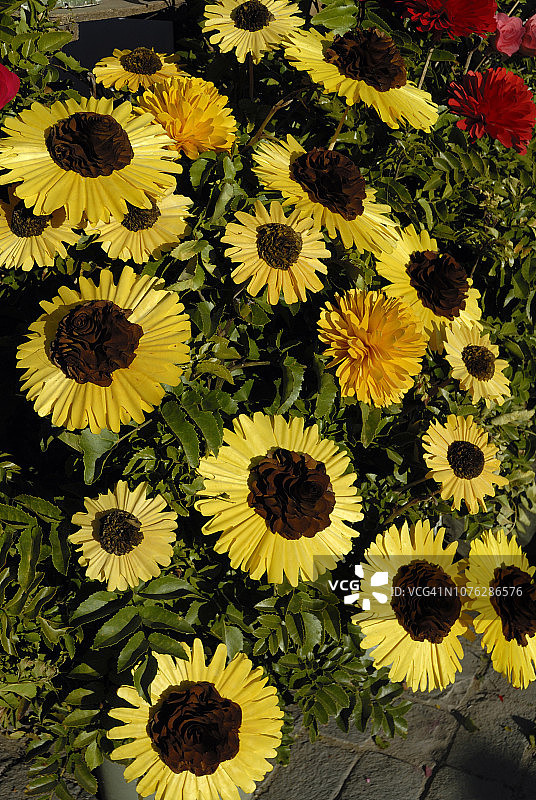 智利木质花朵图片素材