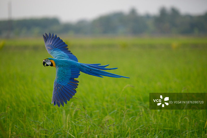 美丽的鸟，在田野中飞翔的鹦鹉图片素材