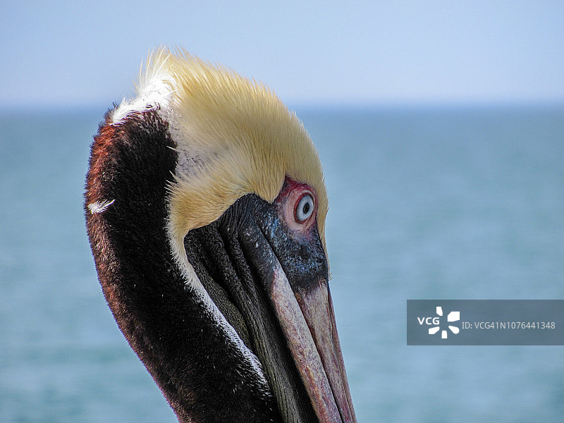 褐鹈鹕图片素材